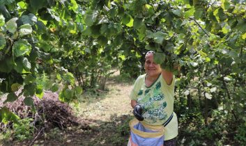 Ordu’nun fındığı yine Ordulunun emeğiyle toplanıyor