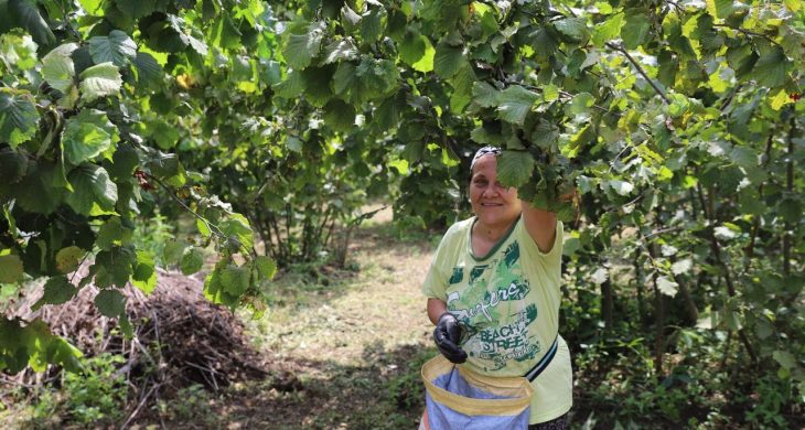 Ordu’nun fındığı yine Ordulunun emeğiyle toplanıyor