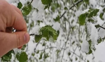 Fındık üreticisine zirai don uyarısı