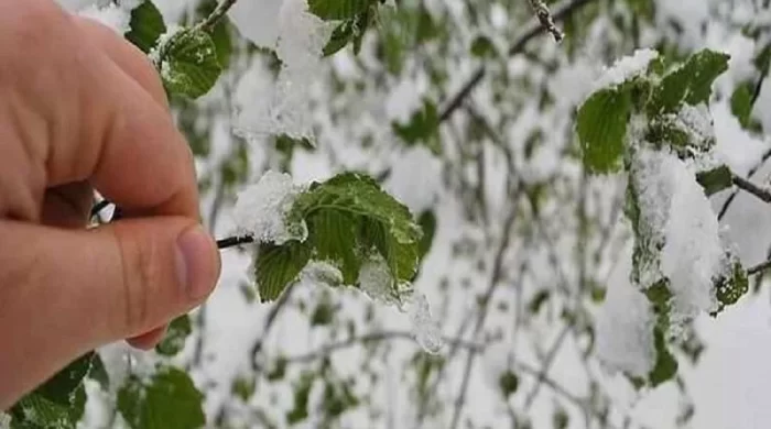Fındık üreticisine zirai don uyarısı