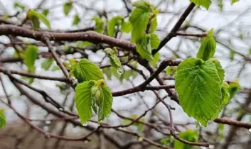 Fındık zirai don tehlikesi yaşamaya devam ediyor