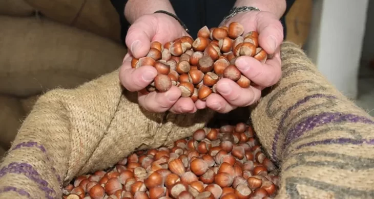 Giresun kalite fındık bugün 270 TL