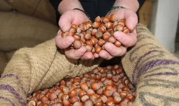 Fındıkta hareketlilik: 7 ayda 261 bin ton satış