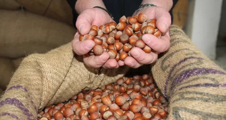 Fındıkta hareketlilik: 7 ayda 261 bin ton satış