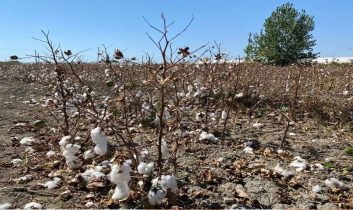 Antalya’da pamuk tarlalarında büyük kayıp