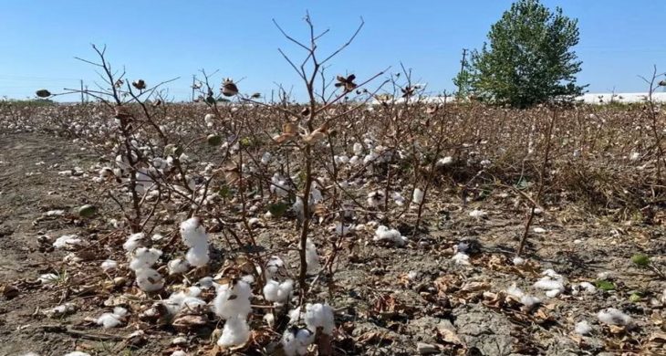Antalya’da pamuk tarlalarında büyük kayıp