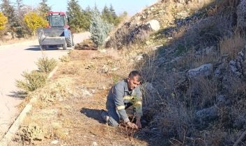 Senirkent’te yeşil dönüşüm: Fidanlar ilçeye can ve renk katıyor