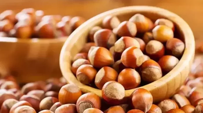 Giresun fındığı dünya değerlendirmesinde