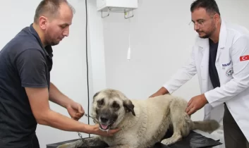 Giresun’da vahşice ezilen can dost hayata döndürüldü