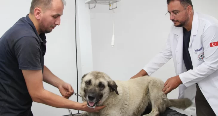 Giresun’da vahşice ezilen can dost hayata döndürüldü