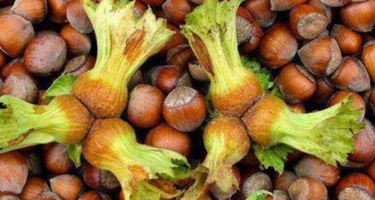 Fındık fiyatı artmaya devam ediyor