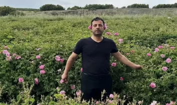 Gülün başkentinde hasat coşkusu: Isparta’da gül sezonu başladı