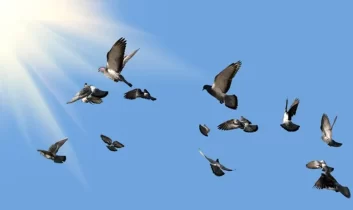 Mumbai’de güvercin beslemek yasaklandı