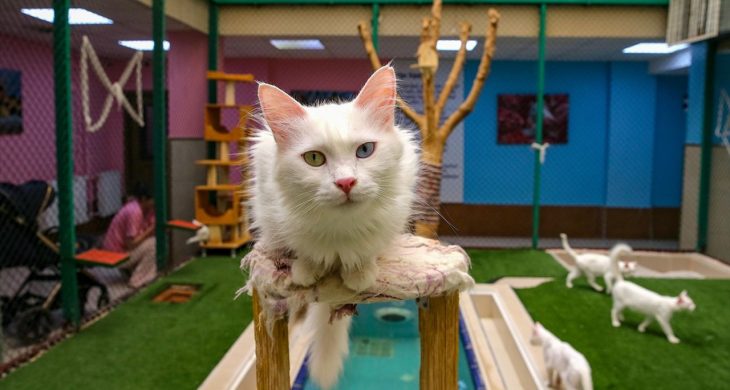 Van kedileri yazı klimalı odalarda ve havuzda geçiriyor