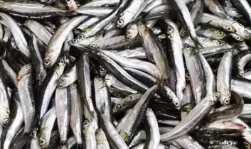 Av yasağı sona erdi, tezgahlar balıkla şenlendi