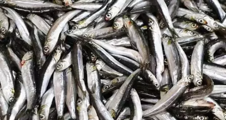 Av yasağı sona erdi, tezgahlar balıkla şenlendi