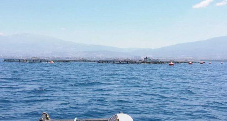 Hatay’ın mavi sularında yetişen balıklar Avrupa sofralarında