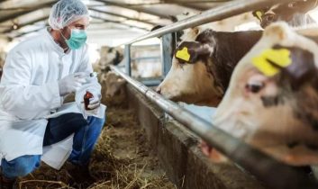 Kuşadası’nda canlı hayvan giriş-çıkışları yasaklandı