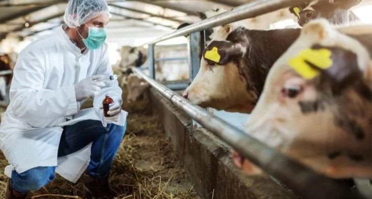 Kuşadası’nda canlı hayvan giriş-çıkışları yasaklandı