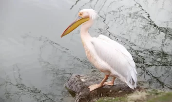 Helvadere Göletinde yalnız pelikan ziyaretçilerin ilgi odağı oldu
