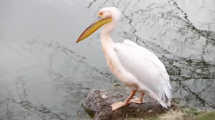 Helvadere Göletinde yalnız pelikan ziyaretçilerin ilgi odağı oldu