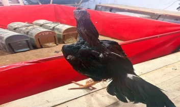 Horoz dövüşüne jandarma baskını: 11 kişiye 143 bin lira ceza
