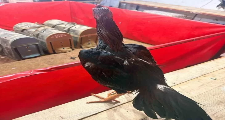 Horoz dövüşüne jandarma baskını: 11 kişiye 143 bin lira ceza