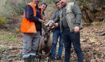 Antalya Gazipaşa’da yaralı yaban keçisi tedavi altına alındı