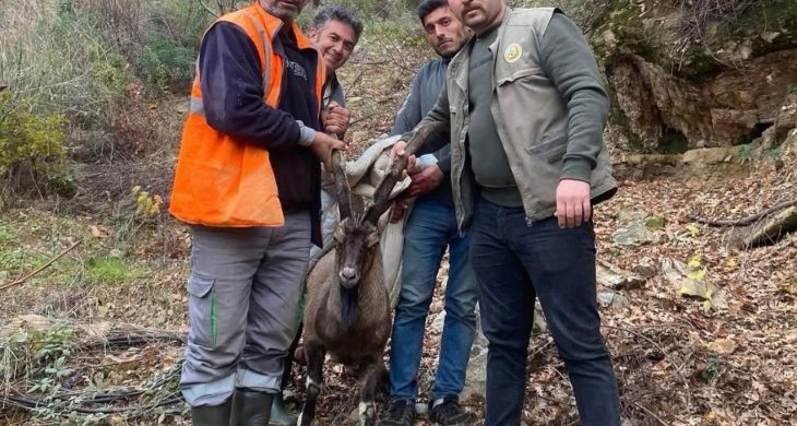 Antalya Gazipaşa’da yaralı yaban keçisi tedavi altına alındı