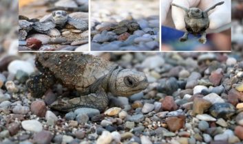 Antalya’da yarım milyona yakın Caretta yavrusu denizle buluştu