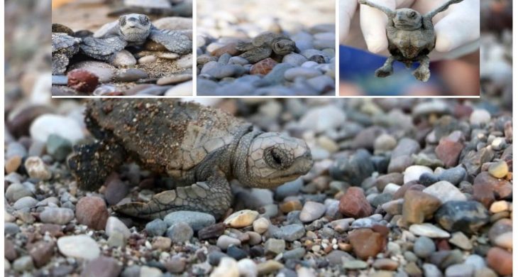 Antalya’da yarım milyona yakın Caretta yavrusu denizle buluştu