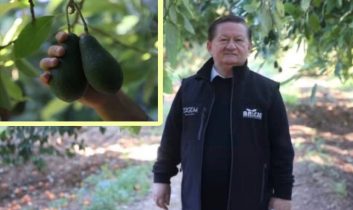 Antalya Avokado Üretiminde Rekor Kırdı