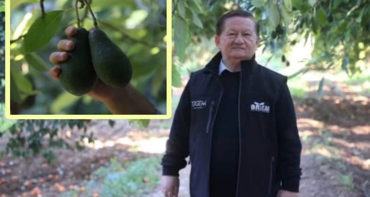 Antalya Avokado Üretiminde Rekor Kırdı