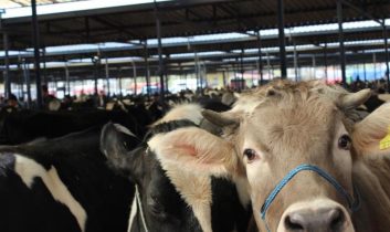 Burdur Canlı Hayvan Pazarı üreticilere yeniden kapılarını açtı