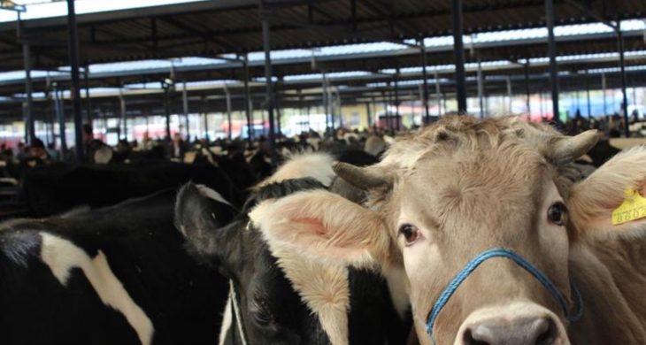 Burdur Canlı Hayvan Pazarı üreticilere yeniden kapılarını açtı