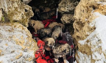 Şırnak’ta donmak üzere olan 12 köpek yavrusu kurtarıldı