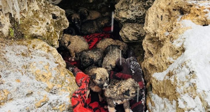 Şırnak’ta donmak üzere olan 12 köpek yavrusu kurtarıldı