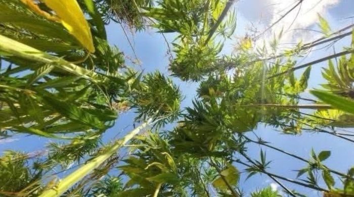 Antalya Isparta ve Burdur’da kenevir üretimine resmen izin verildi