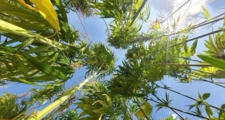 Antalya Isparta ve Burdur’da kenevir üretimine resmen izin verildi