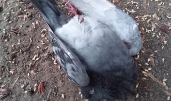 Küçük Lara’nın dikkati, yaralı güvercini hayata bağladı