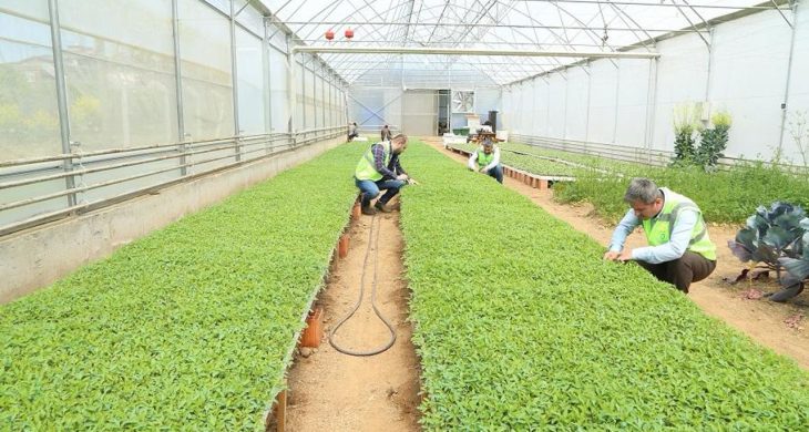 Ordu Büyükşehir desteklerle teşvik etti, vatandaş kendi sebzesini üretti