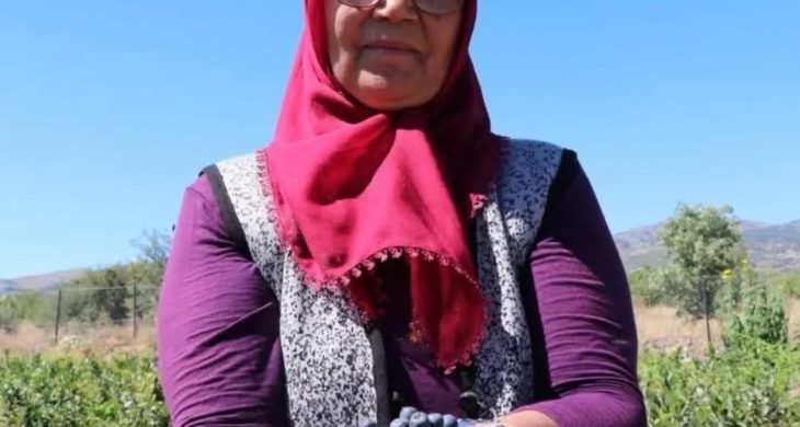 Köyüne döndü, “Aronya’yı” şifa için ücretsiz dağıtıyor