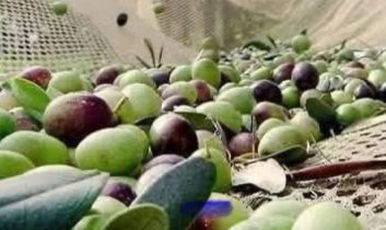 Zeytin dökülmelerine dikkat!