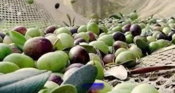 Zeytin dökülmelerine dikkat!