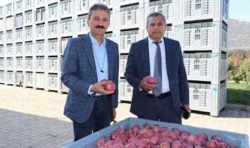 Isparta’da 2025 elma hasadı başladı