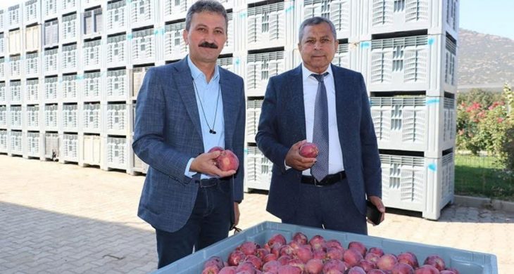 Isparta’da 2025 elma hasadı başladı