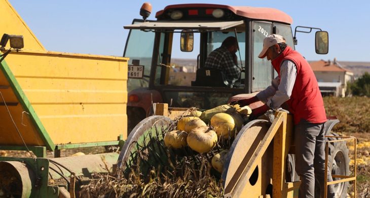 Isparta’da kabak sezonu başladı