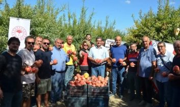 Antalya’da nar hasadı başladı