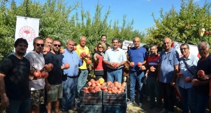 Antalya’da nar hasadı başladı