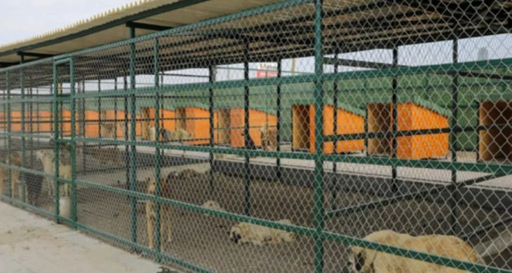 En modern hayvan barınağı Isparta’da